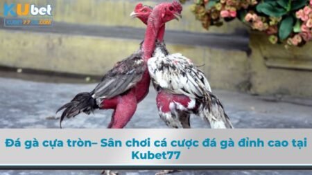 Đá gà cựa tròn